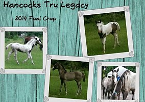 Paint (Paint, Stallion) in Dunnellon, GA