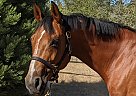 Warmblood - Horse for Sale in Saanichton, BC V8M 1X6