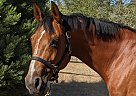 Warmblood - Horse for Sale in Saanichton, BC V8M 1X6