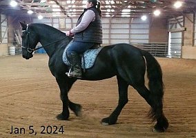 Friesian (Friesian, Mare) in Jacksonville, FL