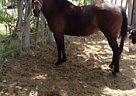- Mare in Odessa, TX - Mare in Odessa, TX