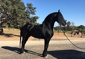 Friesian