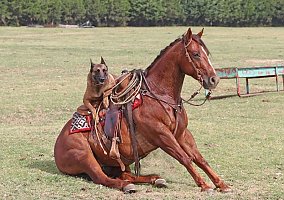Quarter Horse