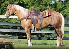 Quarter Horse - Horse for Sale in Munfordville, KY 42765