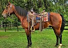Quarter Horse - Horse for Sale in Xenia, OH 45385 Quarter Horse - Horse for Sale in Xenia, OH 45385