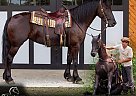 Friesian - Horse for Sale in Shipshewana, IN 46565
