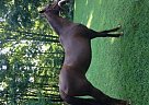 Riverwood's English Rose Saddlebred Mare