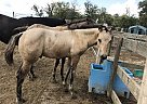Quarter Horse - Horse for Sale in Aldrich, MN 56434 Quarter Horse - Horse for Sale in Aldrich, MN 56434