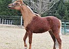 Miniature - Horse for Sale in Sugarloaf, PA 18249 Miniature - Horse for Sale in Sugarloaf, PA 18249