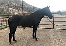 Quarter Horse - Horse for Sale in New River, AZ 85087