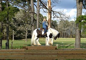 Gypsy Vanner