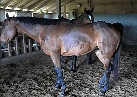 Thoroughbred Mare Silk and Gems