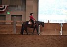Great All Around Mare For Sale Quarter Horse Stallion