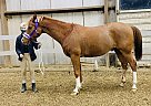 Arabian - Horse for Sale in Bluffdale, UT 84065