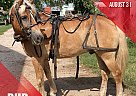 Haflinger - Horse for Sale in Jackson, MO 63755 Haflinger - Horse for Sale in Jackson, MO 63755