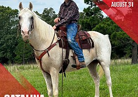 Catalina (Rocky Mountain, Mare) in Jackson, MO