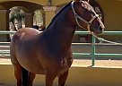 Andalusian - Horse for Sale in Canyon Country, CA 91387