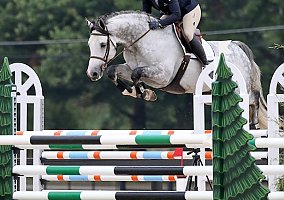 Warmblood (Warmblood, Gelding)