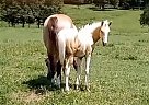 Paint - Horse for Sale in Salem, MO 65560