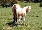 Paint - Horse for Sale in Salem, MO 65560 Paint - Horse for Sale in Salem, MO 65560