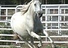 Andalusian - Horse for Sale in Mildred, TX 75109 Andalusian - Horse for Sale in Mildred, TX 75109