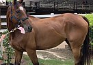 Thoroughbred - Horse for Sale in Griffin, GA 30224