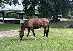 Thoroughbred (Thoroughbred, Gelding) in Griffin, GA
