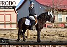 Miniature - Horse for Sale in Fort Collins, CO 80524