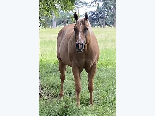 Line-Bred Skipper W Brood Mare