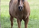 Quarter Horse - Horse for Sale in Starkville, MS 39759 Quarter Horse - Horse for Sale in Starkville, MS 39759