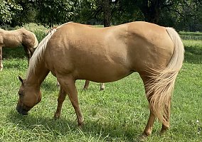 Quarter Horse (Quarter Horse, Mare) in Starkville, MS