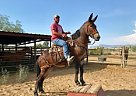 Magnficant Molly Mule Mare
