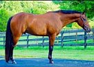 Pony of the Americas - Horse for Sale in Haymarket, VA 20169