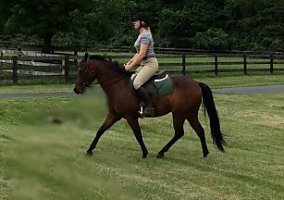 Pony of the Americas (Pony of the Americas, Gelding) in Haymarket, VA
