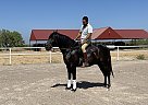 Lusitano - Horse for Sale in Laredo, TX 78045