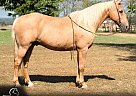 Missouri Fox Trotter - Horse for Sale in Houston, MO 65483