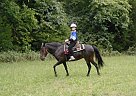 Paso Fino - Horse for Sale in Oldfield, MO 65720