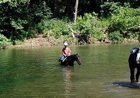 Paso Fino (Paso Fino, Mare) in Oldfield, MO
