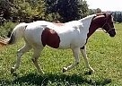 Paint - Horse for Sale in Salem, MO 65560 Paint - Horse for Sale in Salem, MO 65560