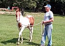 Paint - Horse for Sale in Salem, MO 65560 Paint - Horse for Sale in Salem, MO 65560