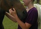 Half Arabian - Horse for Sale in Kewaunee, WI 