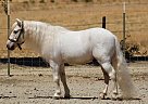 Shetland Pony - Horse for Sale in , AZ 85031