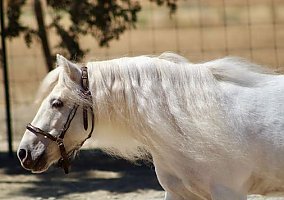 Shetland Pony (Shetland Pony, Gelding) in AZ