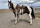 Mustang - Horse for Sale in Gerlach, NV 89412