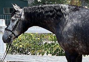 Andalusian / PRE (Andalusian / PRE, Gelding) in Millville, CA