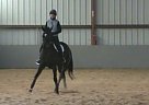 Stunning 6 Year Old Appendix Mar... Appendix Mare