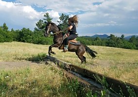 Amazing 4-H Pony Welsh Pony Mare