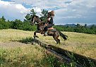 Amazing 4-H Pony Welsh Pony Mare