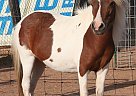 Miniature - Horse for Sale in Santa Fe, NM 87505