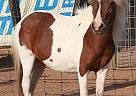 Miniature - Horse for Sale in Santa Fe, NM 87505 Miniature - Horse for Sale in Santa Fe, NM 87505